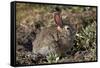 Eastern Cottontail (Sylvilagus Floridanus)-James Hager-Framed Stretched Canvas