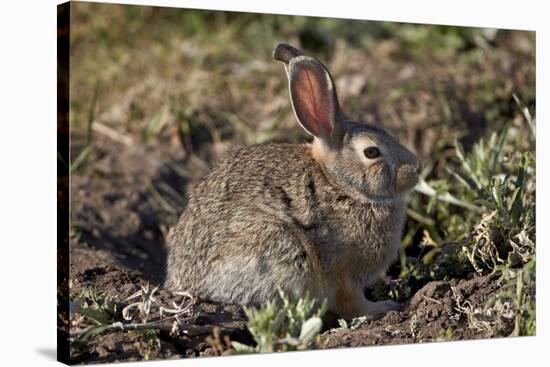 Eastern Cottontail (Sylvilagus Floridanus)-James Hager-Stretched Canvas