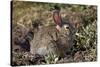 Eastern Cottontail (Sylvilagus Floridanus)-James Hager-Stretched Canvas