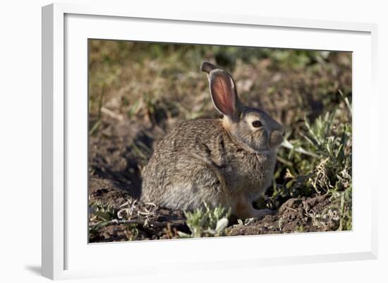 Eastern Cottontail (Sylvilagus Floridanus)-James Hager-Framed Photographic Print