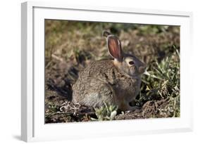 Eastern Cottontail (Sylvilagus Floridanus)-James Hager-Framed Photographic Print