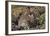 Eastern Cottontail (Sylvilagus Floridanus)-James Hager-Framed Photographic Print