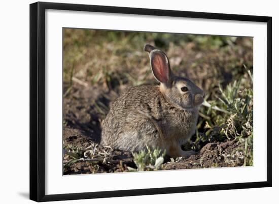 Eastern Cottontail (Sylvilagus Floridanus)-James Hager-Framed Photographic Print