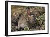 Eastern Cottontail (Sylvilagus Floridanus)-James Hager-Framed Photographic Print