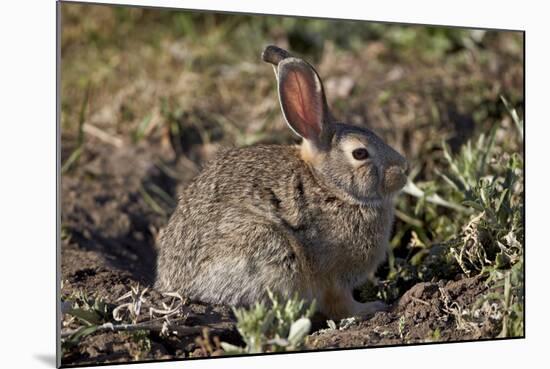 Eastern Cottontail (Sylvilagus Floridanus)-James Hager-Mounted Photographic Print