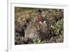 Eastern Cottontail (Sylvilagus Floridanus)-James Hager-Framed Photographic Print