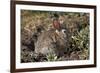 Eastern Cottontail (Sylvilagus Floridanus)-James Hager-Framed Photographic Print