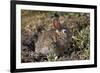 Eastern Cottontail (Sylvilagus Floridanus)-James Hager-Framed Photographic Print