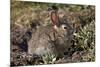 Eastern Cottontail (Sylvilagus Floridanus)-James Hager-Mounted Photographic Print