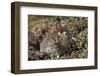 Eastern Cottontail (Sylvilagus Floridanus)-James Hager-Framed Photographic Print