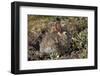 Eastern Cottontail (Sylvilagus Floridanus)-James Hager-Framed Photographic Print