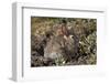 Eastern Cottontail (Sylvilagus Floridanus)-James Hager-Framed Photographic Print