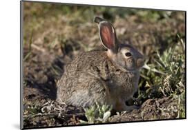 Eastern Cottontail (Sylvilagus Floridanus)-James Hager-Mounted Photographic Print