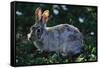 Eastern Cottontail-W. Perry Conway-Framed Stretched Canvas