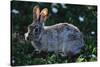 Eastern Cottontail-W. Perry Conway-Stretched Canvas