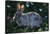 Eastern Cottontail-W. Perry Conway-Framed Stretched Canvas
