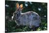 Eastern Cottontail-W. Perry Conway-Stretched Canvas