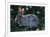 Eastern Cottontail-W. Perry Conway-Framed Photographic Print