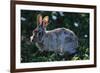 Eastern Cottontail-W. Perry Conway-Framed Photographic Print