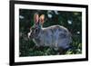 Eastern Cottontail-W. Perry Conway-Framed Photographic Print