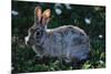 Eastern Cottontail-W. Perry Conway-Mounted Photographic Print