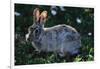 Eastern Cottontail-W. Perry Conway-Framed Photographic Print