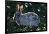 Eastern Cottontail-W. Perry Conway-Framed Photographic Print