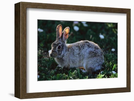 Eastern Cottontail-W. Perry Conway-Framed Photographic Print