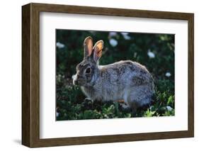 Eastern Cottontail-W. Perry Conway-Framed Photographic Print