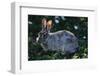 Eastern Cottontail-W. Perry Conway-Framed Photographic Print