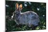 Eastern Cottontail-W. Perry Conway-Mounted Photographic Print