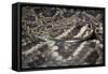 Eastern Diamondback Rattlesnake (Crotalus Adamanteus)-Scott T. Smith-Framed Stretched Canvas