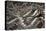 Eastern Diamondback Rattlesnake (Crotalus Adamanteus)-Scott T. Smith-Stretched Canvas