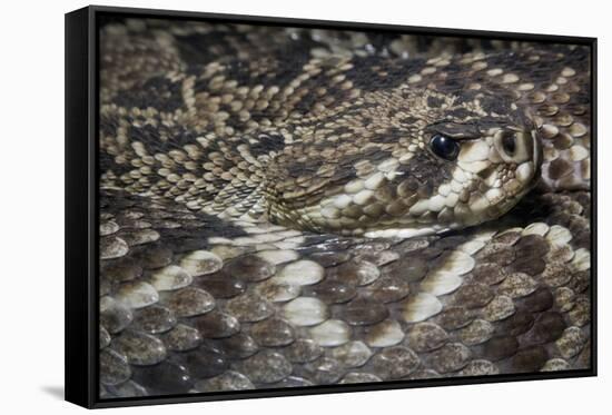 Eastern Diamondback Rattlesnake (Crotalus Adamanteus)-Scott T. Smith-Framed Stretched Canvas