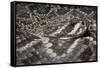 Eastern Diamondback Rattlesnake (Crotalus Adamanteus)-Scott T. Smith-Framed Stretched Canvas