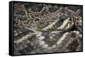 Eastern Diamondback Rattlesnake (Crotalus Adamanteus)-Scott T. Smith-Framed Stretched Canvas