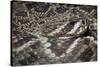 Eastern Diamondback Rattlesnake (Crotalus Adamanteus)-Scott T. Smith-Stretched Canvas