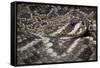 Eastern Diamondback Rattlesnake (Crotalus Adamanteus)-Scott T. Smith-Framed Stretched Canvas