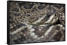 Eastern Diamondback Rattlesnake (Crotalus Adamanteus)-Scott T. Smith-Framed Stretched Canvas