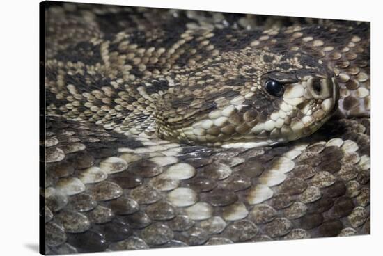 Eastern Diamondback Rattlesnake (Crotalus Adamanteus)-Scott T. Smith-Stretched Canvas