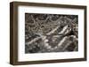 Eastern Diamondback Rattlesnake (Crotalus Adamanteus)-Scott T. Smith-Framed Premium Photographic Print