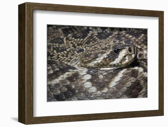 Eastern Diamondback Rattlesnake (Crotalus Adamanteus)-Scott T. Smith-Framed Photographic Print