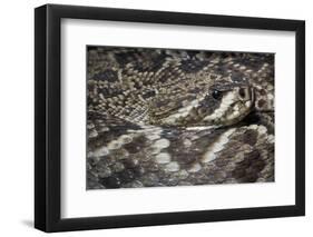 Eastern Diamondback Rattlesnake (Crotalus Adamanteus)-Scott T. Smith-Framed Photographic Print