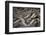 Eastern Diamondback Rattlesnake (Crotalus Adamanteus)-Scott T. Smith-Framed Photographic Print