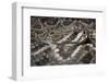 Eastern Diamondback Rattlesnake (Crotalus Adamanteus)-Scott T. Smith-Framed Photographic Print