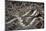 Eastern Diamondback Rattlesnake (Crotalus Adamanteus)-Scott T. Smith-Mounted Photographic Print