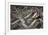 Eastern Diamondback Rattlesnake (Crotalus Adamanteus)-Scott T. Smith-Framed Photographic Print