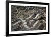 Eastern Diamondback Rattlesnake (Crotalus Adamanteus)-Scott T. Smith-Framed Photographic Print