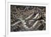 Eastern Diamondback Rattlesnake (Crotalus Adamanteus)-Scott T. Smith-Framed Photographic Print