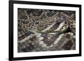 Eastern Diamondback Rattlesnake (Crotalus Adamanteus)-Scott T. Smith-Framed Photographic Print